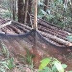 Álvaro Arvelo condenó este martes las acciones de la minera Falcondbrige Dominicana contra los terrenos de Loma Miranda, donde practica la tala de árboles en grandes cantidades.