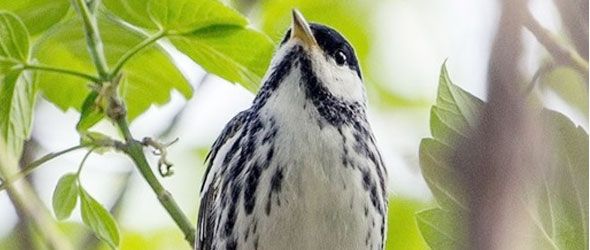 Un pajarito viaja cada año de Canadá a Puerto Rico - Acción Verde | El ...