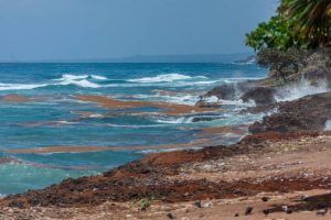 Sargazo acumulándose en el Malecón del Santo Domingo el lunes 11 de mayo. ( MARVIN DEL CID)